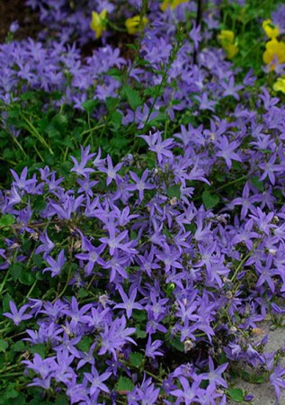 CAMPANULA poscharskyana  Blue  Waterfall